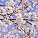 【海外】「日本は魔法にかけられている」神秘的な雰囲気の日本の風景を海外絶賛！