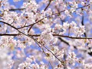 【海外】「美しすぎる」「アニメかと思った」車窓から見える桜景色がアニメのようだと海外もびっくり仰天!