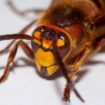 【アメリカ人】「こっちに来ないで~!」コロナに続き殺人バチ「オオスズメバチ」がアメリカに上陸しアメリカ人が大騒ぎ!