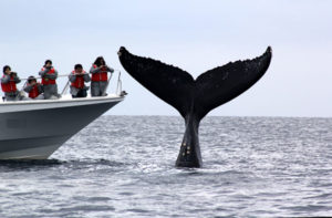 【海外】日本ではホエールウォッチングが鯨肉よりも人気らしい