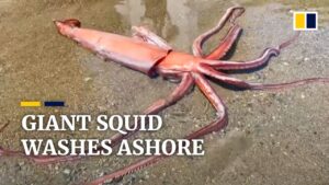 【海外】「地震が起きなければいいが・・」生きたままのダイオウイカが日本の海岸に打ち上げられ海外も大騒ぎ！