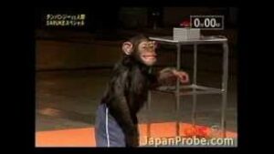 【海外】「人間がやるより面白いw」日本のサスケに挑戦するチンパンジーに海外驚愕！