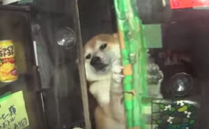 【海外】「なんてカワイイ！」「日本ではこれが普通なの？」日本のタバコ屋で店番をする柴犬が可愛いすぎると海外で話題