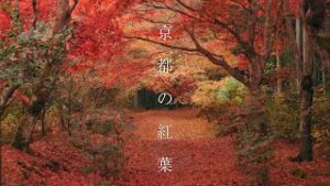 【海外】「なんて神秘的なんだ!」「トップクラスの美しさだ」別格すぎる京都の紅葉に海外も超感動!
