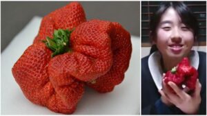 【海外】「どんな味がするんだろう」ギネス記録に認定されていた日本の世界一重いイチゴがヤバすぎると海外で話題に!