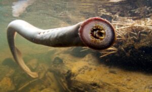 【海外】「日本にとんでもなくキモイ魚が生息しているんだけど..」→「悪夢の燃料だ」「ホラー映画に出てきそう...」