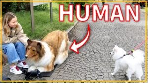 【海外】「本物そっくりだ!」リアルすぎる犬の着ぐるみを見た犬と人々のリアクションが面白すぎると海外で話題に!
