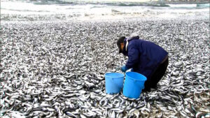 【海外】「日本の北部で大量の魚が打ちあがる」→「放射能?」「中国が原因かも」