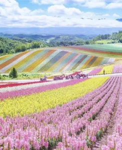 【海外】「なぜ日本はこんなに美しいんだ....」北海道の壮大すぎる花畑が世界を魅了