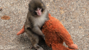 【海外】「名前と中身が違いすぎるｗ」世界最強の名前を持つ日本の赤ちゃんザル、その正体に全米がノックアウト！