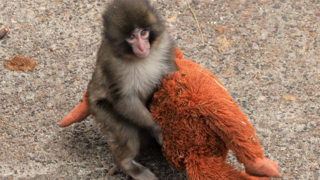【海外】「名前と中身が違いすぎるｗ」世界最強の名前を持つ日本の赤ちゃんザル、その正体に全米がノックアウト！