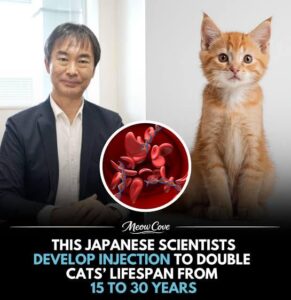 【海外】「日本人は神か！」日本の研究者が目指す“猫の寿命30歳化”に海外の猫好きが大絶賛！