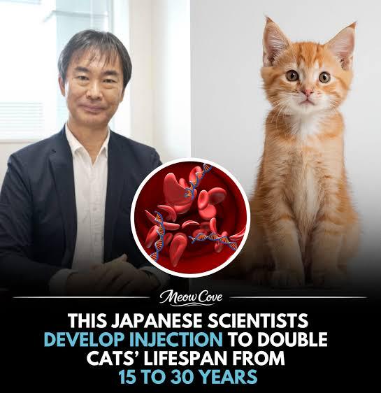 【海外】「日本人は神か!」日本の研究者が目指す“猫の寿命30歳化”に海外の猫好きが大絶賛!